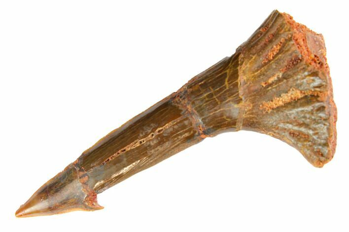 Fossil Sawfish (Onchopristis) Rostral Barb - Morocco #145608